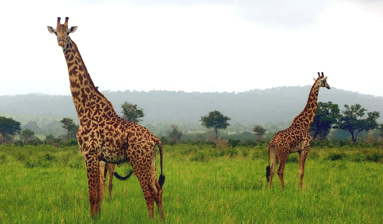 Giraffe in Mikumi National Park