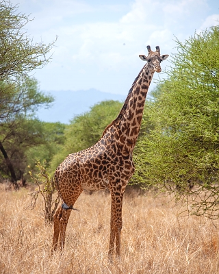 Tarangire_National_Park_Giraffe